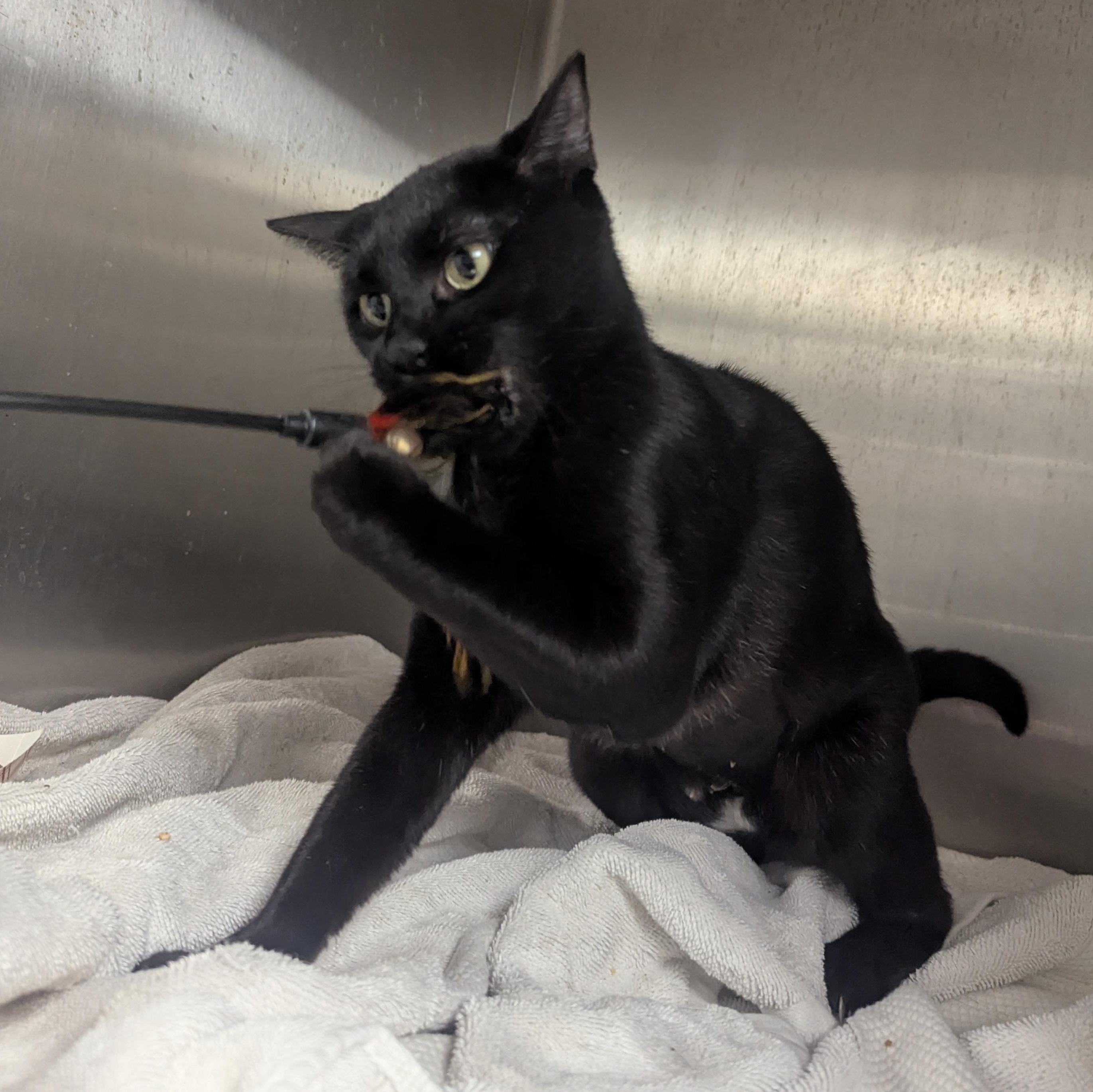 Enlarge Lilith, a Adopted Domestic Short Hair in Springfield, IL image 3/3