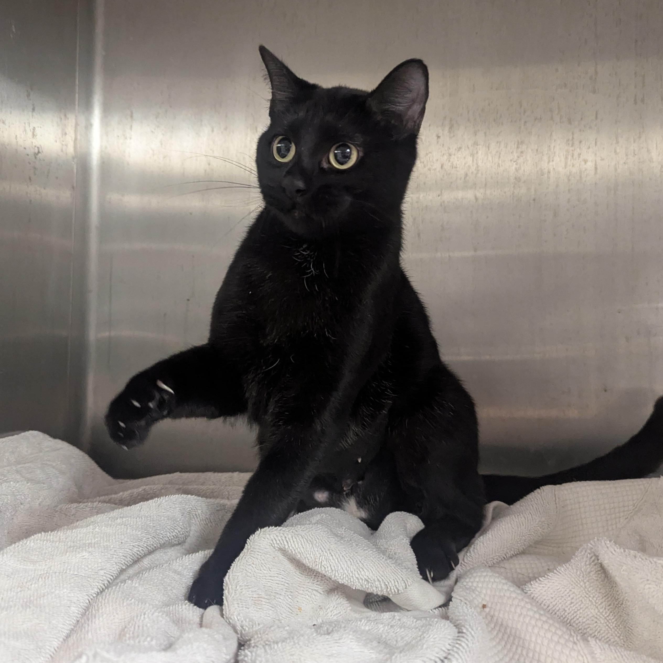 Enlarge Lilith, a Adopted Domestic Short Hair in Springfield, IL image 2/3