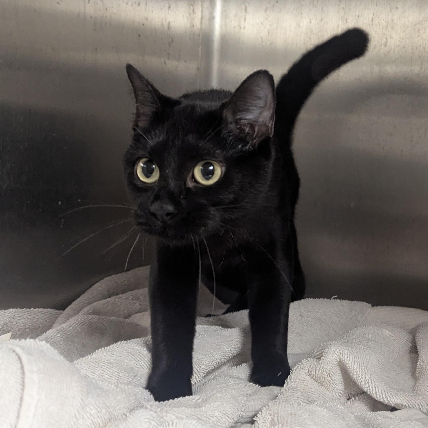 Lilith, Adopted, Adult Female Domestic Short Hair.