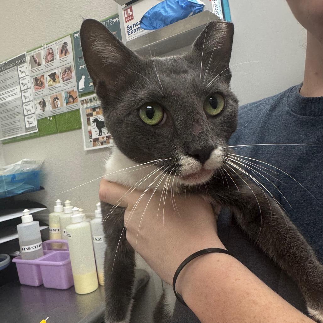 Professor Pancake, Adoptable, Young Male Domestic Short Hair.