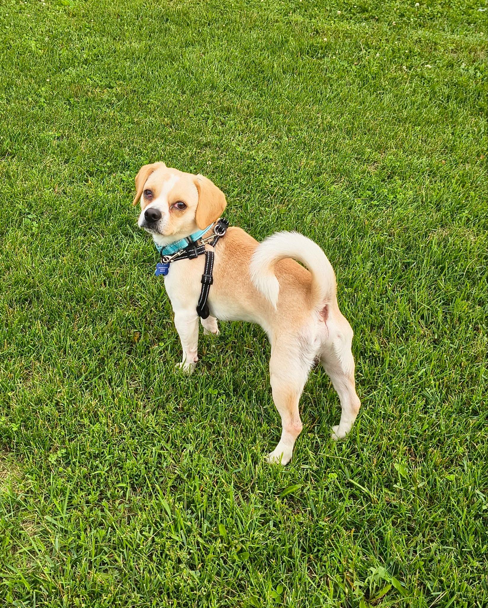Huck, a ADOPTABLE mixed breed in De Pere, WI image 5/6