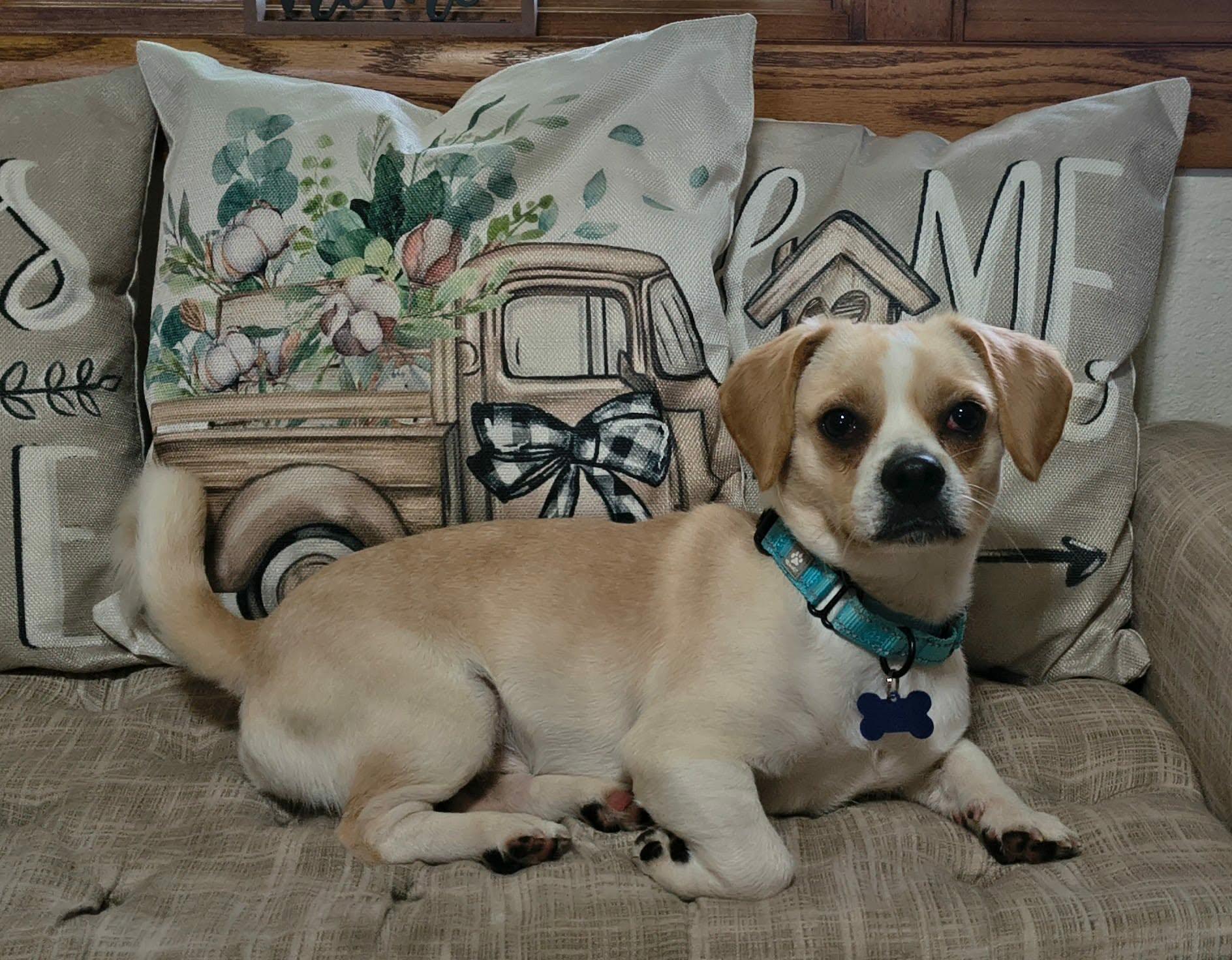 Huck, ADOPTABLE, Adult Male Mixed Breed.