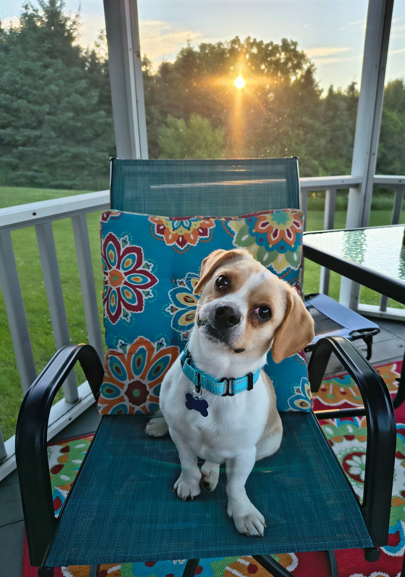 Huck, a ADOPTABLE mixed breed in De Pere, WI image 4/6