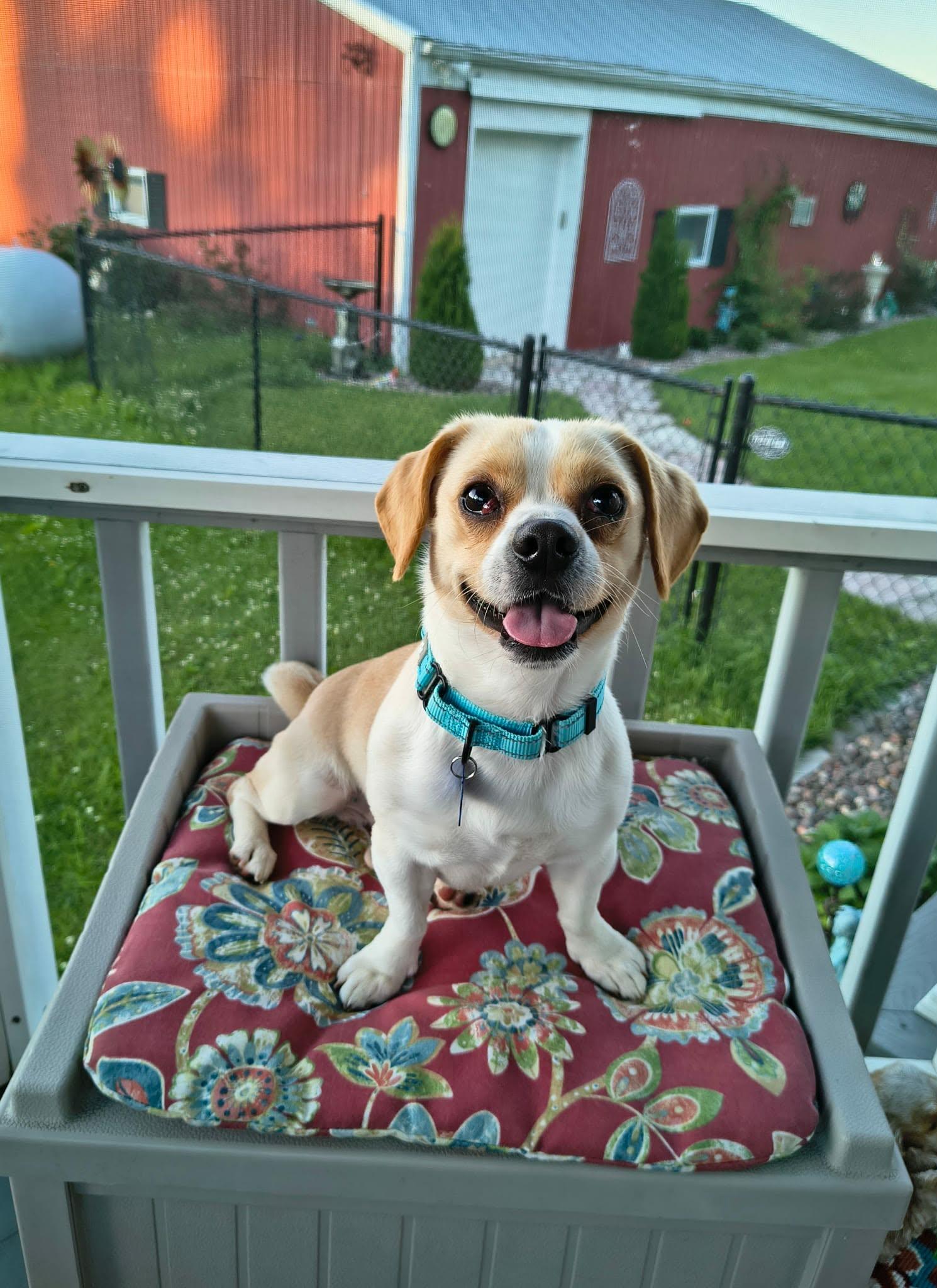 Huck, a ADOPTABLE mixed breed in De Pere, WI image 6/6