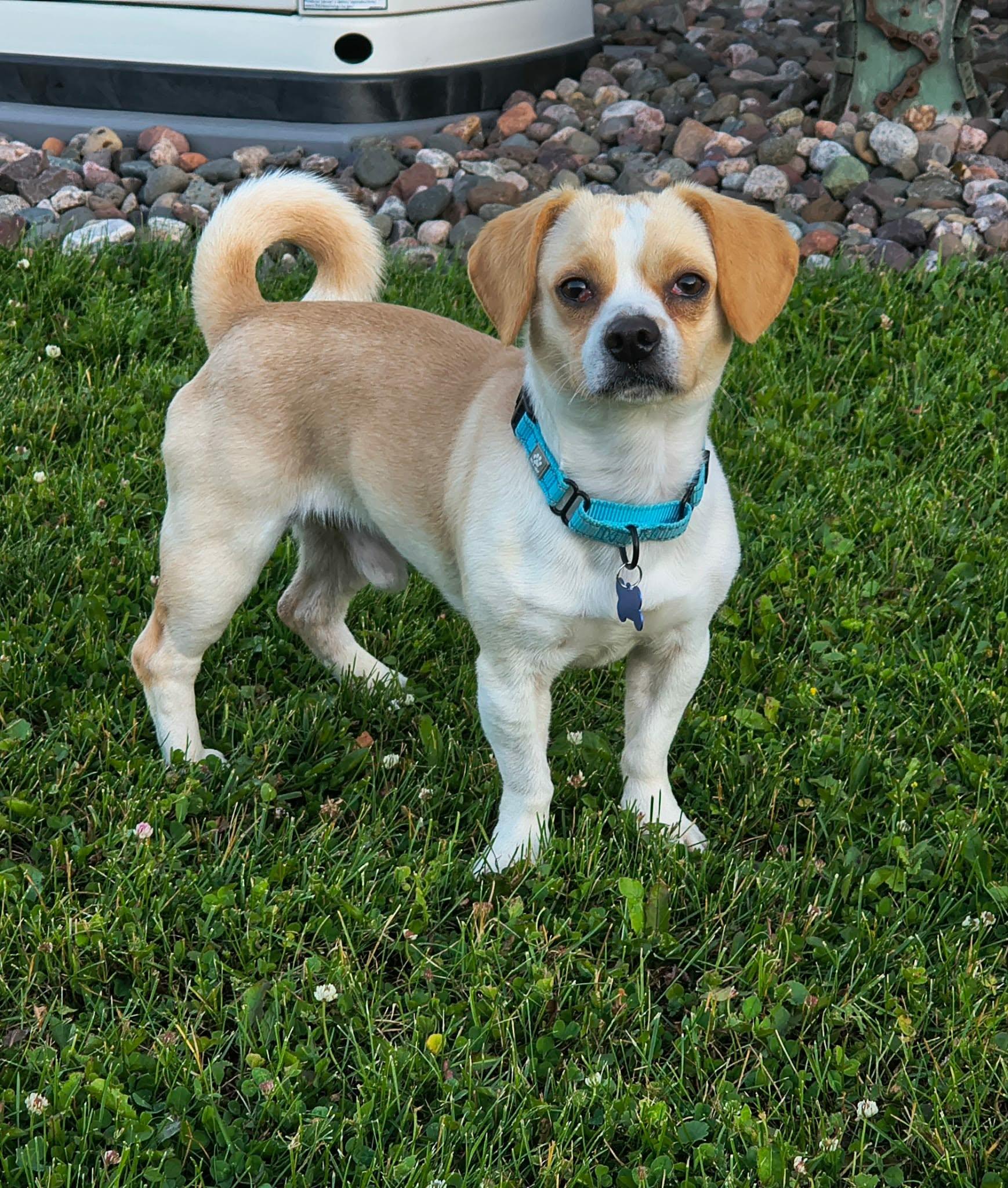 Huck, a ADOPTABLE mixed breed in De Pere, WI image 2/6