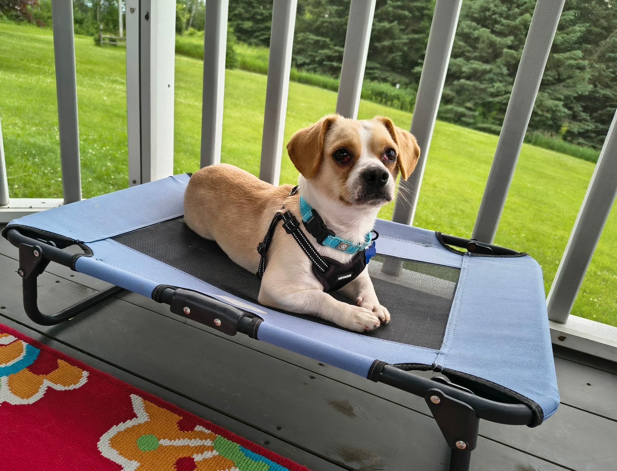 Huck, a ADOPTABLE mixed breed in De Pere, WI image 3/6