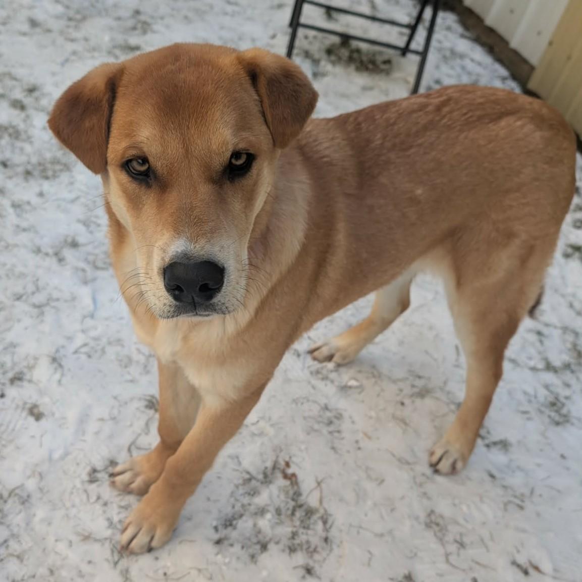 Enlarge Arnie, an adoptable mixed breed in Grand Forks, ND image 1/2