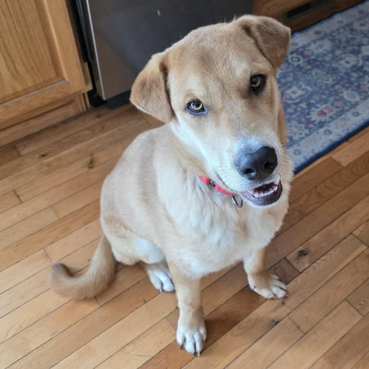 Enlarge Arnie, an adoptable mixed breed in Grand Forks, ND image 2/2