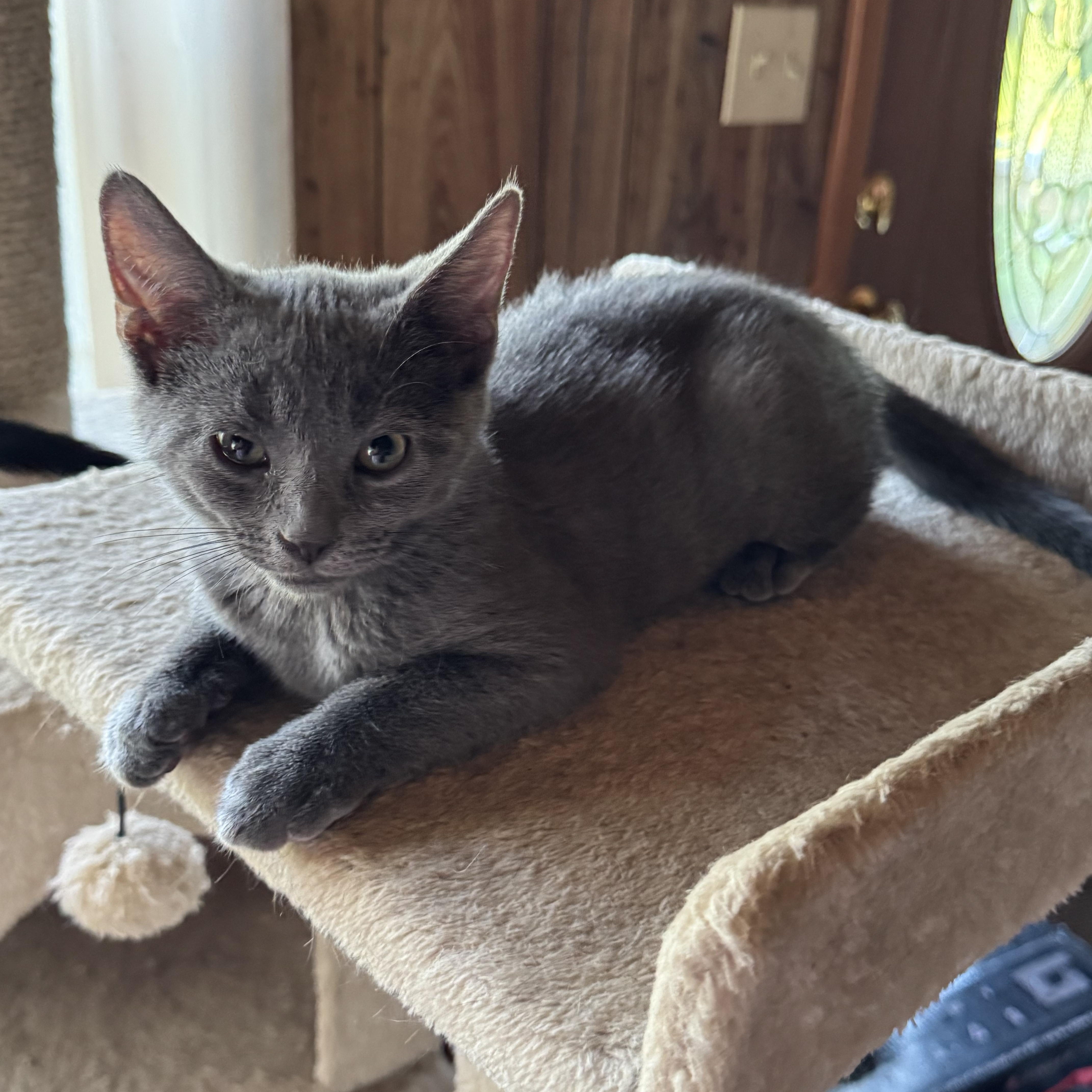 Sapphire, Baby Female Domestic Short Hair