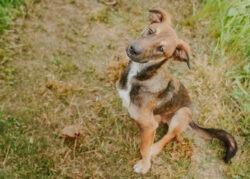 Enlarge Jason, a Adoptable mixed breed in Newberg, OR image 1/4