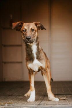 Enlarge Jason, a Adoptable mixed breed in Newberg, OR image 2/4