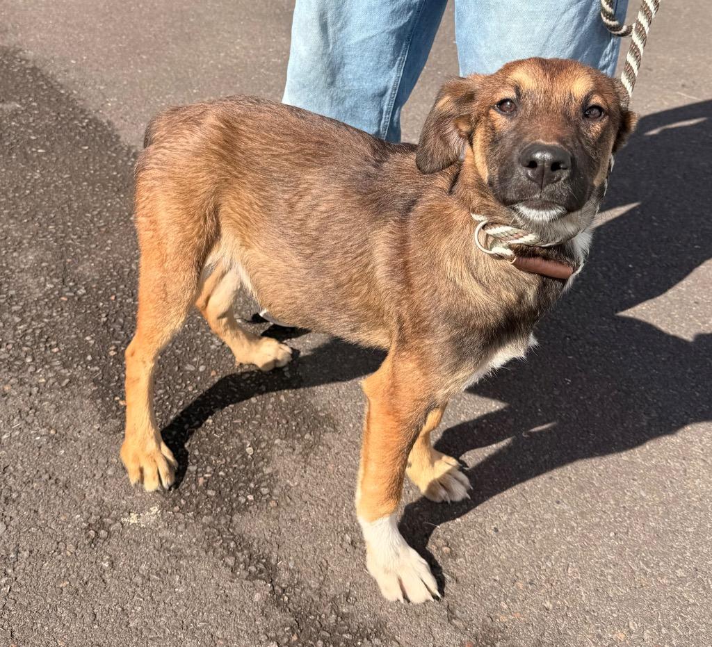 Enlarge Jason, a Adoptable mixed breed in Newberg, OR image 3/4
