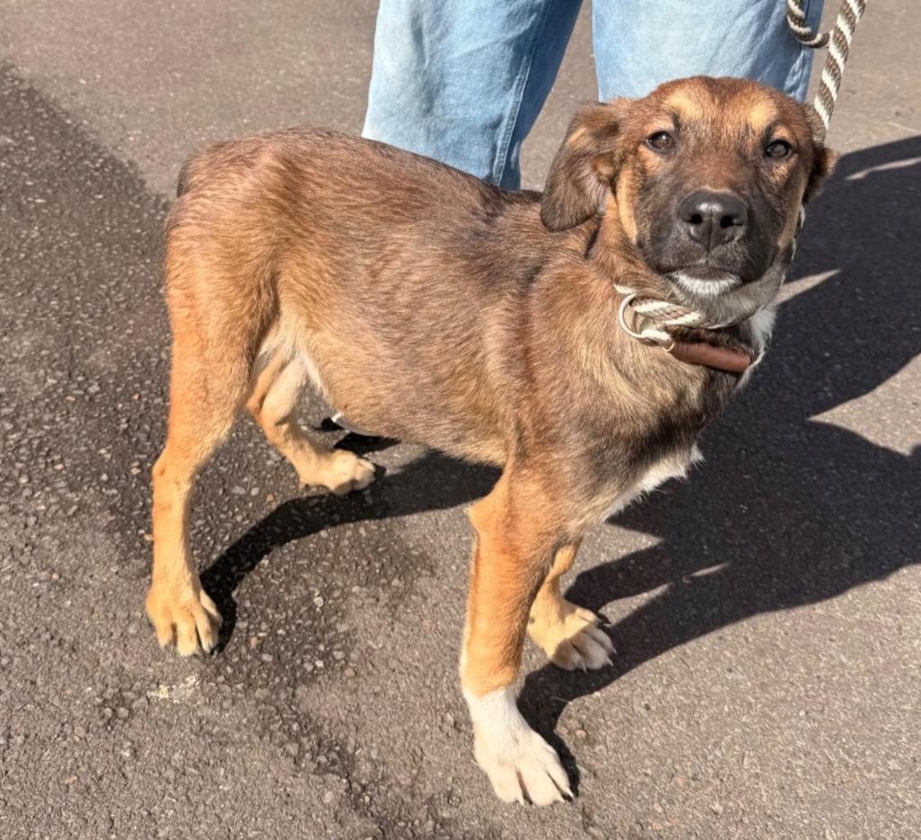 Enlarge Jason, a Adoptable mixed breed in Newberg, OR image 4/4