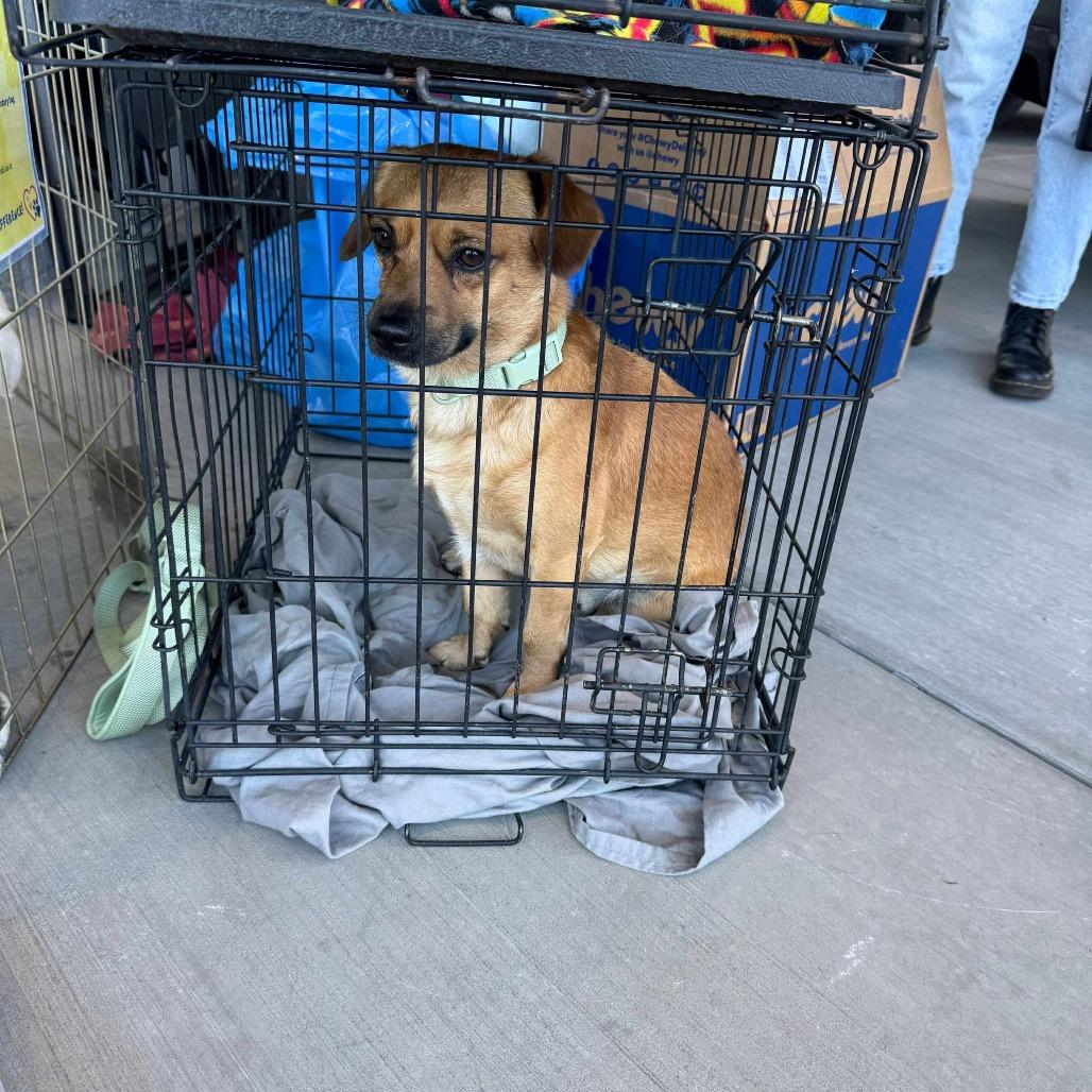 Toby OS NV, Adoptable, Puppy Male Pug & Beagle.
