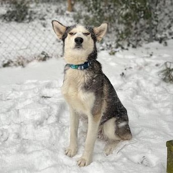 Ember, a ADOPTABLE Siberian Husky in Ayden, NC image 2/5