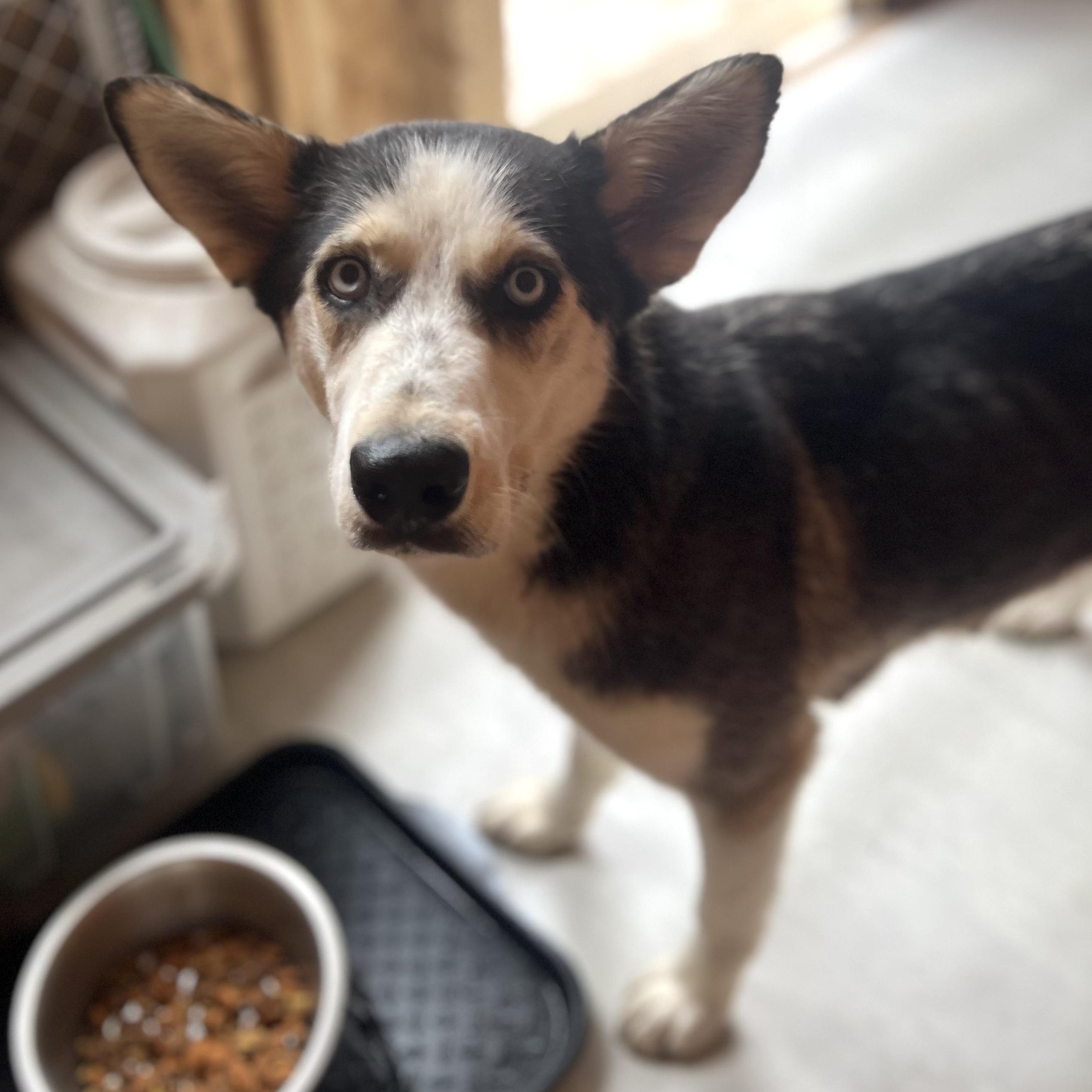 Ember, a ADOPTABLE Siberian Husky in Ayden, NC image 4/5