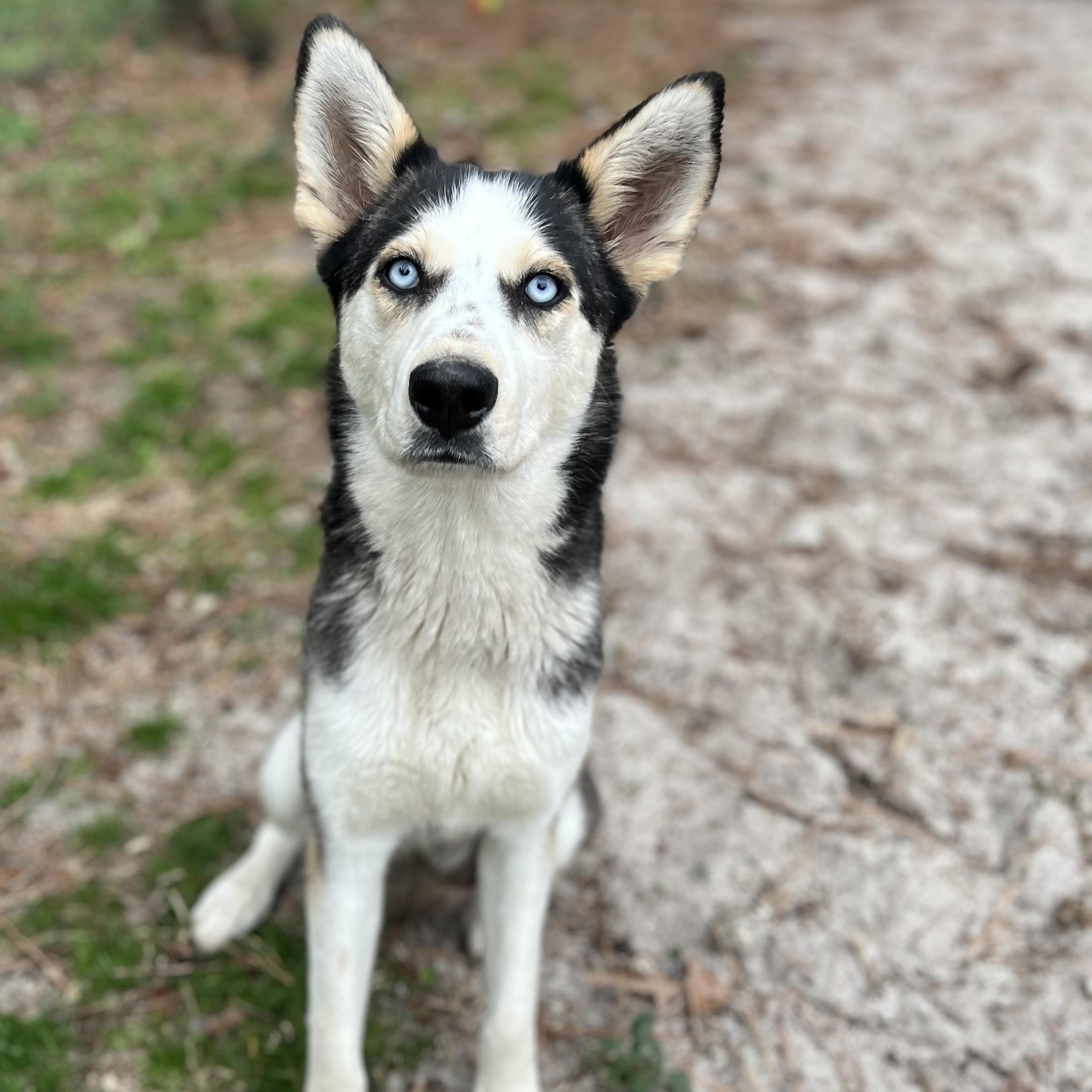 Ember, a ADOPTABLE Siberian Husky in Ayden, NC image 1/5
