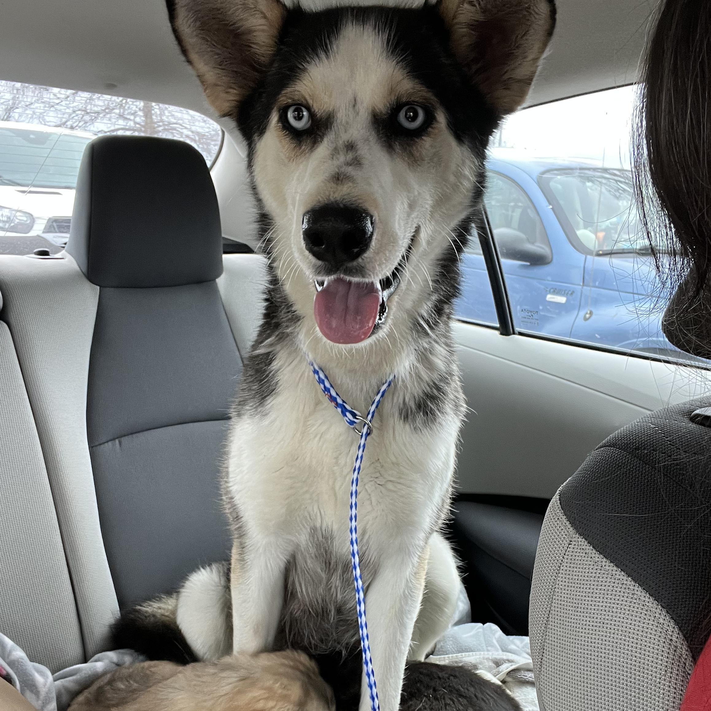 Ember, a ADOPTABLE Siberian Husky in Ayden, NC image 5/5