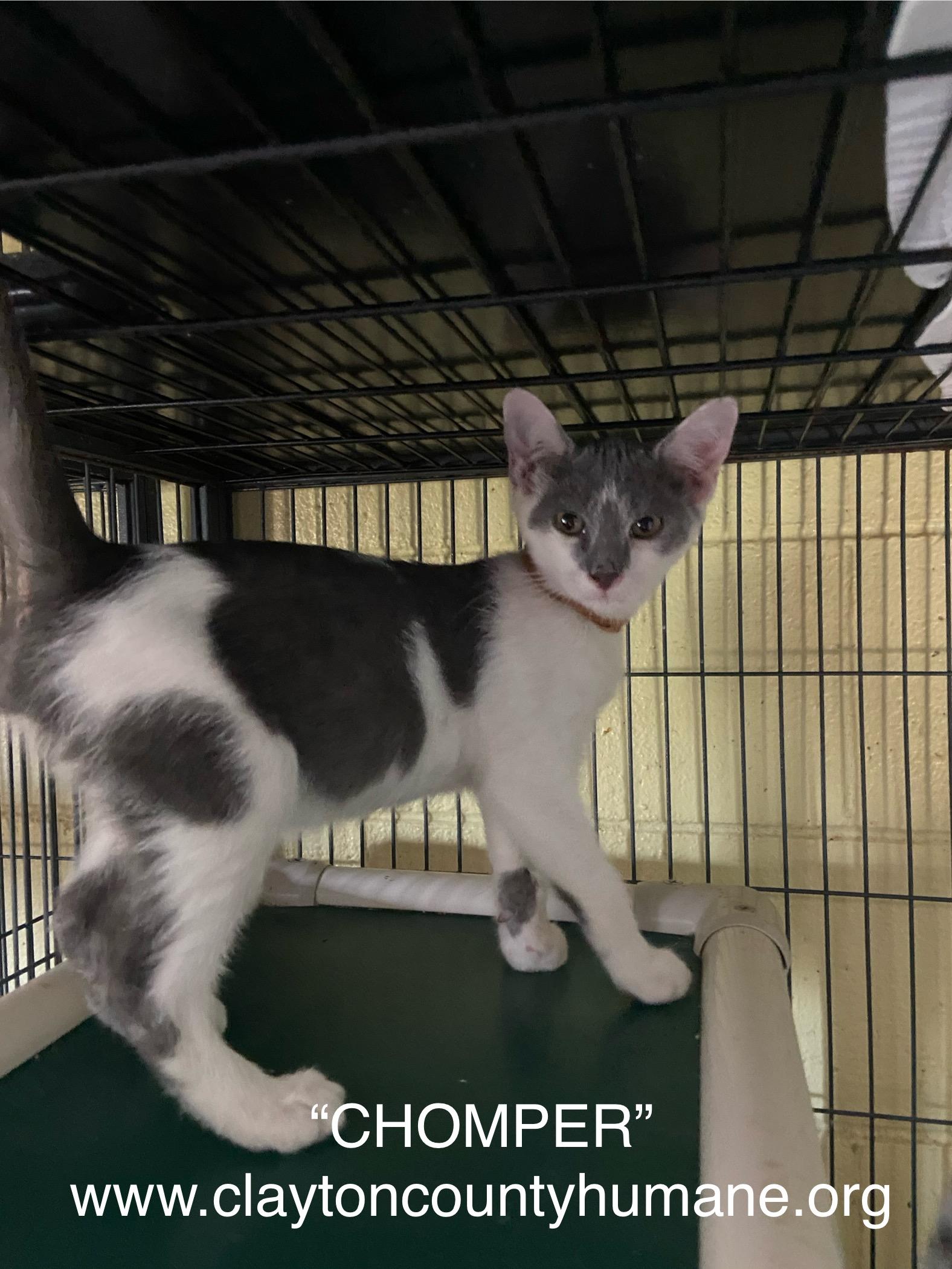 Chomper Domestic Short Hair Cat