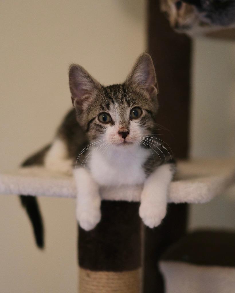 Crinkle, a Adoptable mixed breed in Burnsville, NC image 1/2
