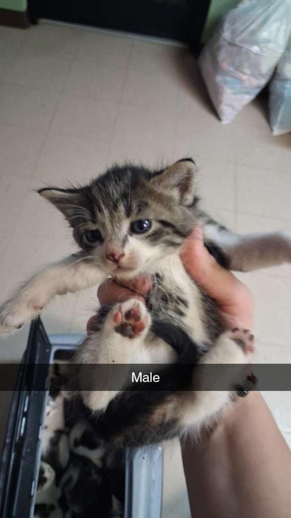Crinkle, Adoptable, Kitten Male Domestic Long Hair.