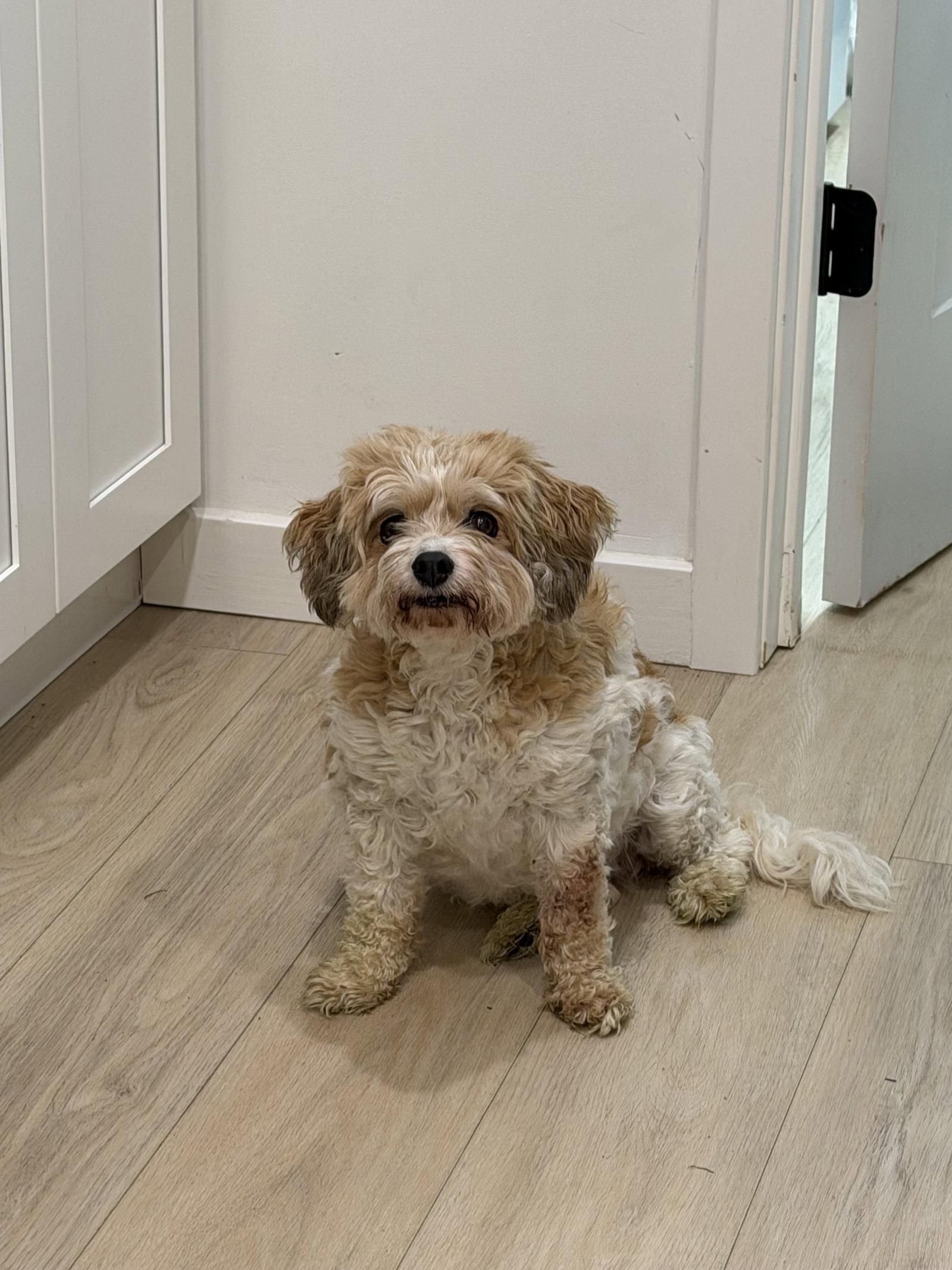 Lottie, Adoptable, Senior Female Cavalier King Charles Spaniel & Bichon Frise.