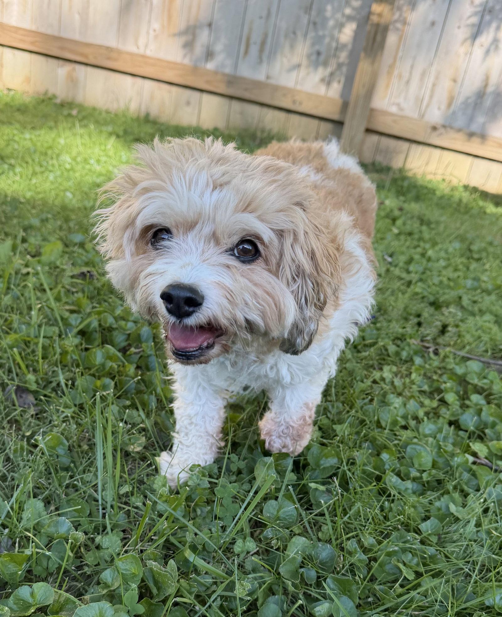Enlarge Lottie, a Adoptable mixed breed in Newport, KY image 3/3