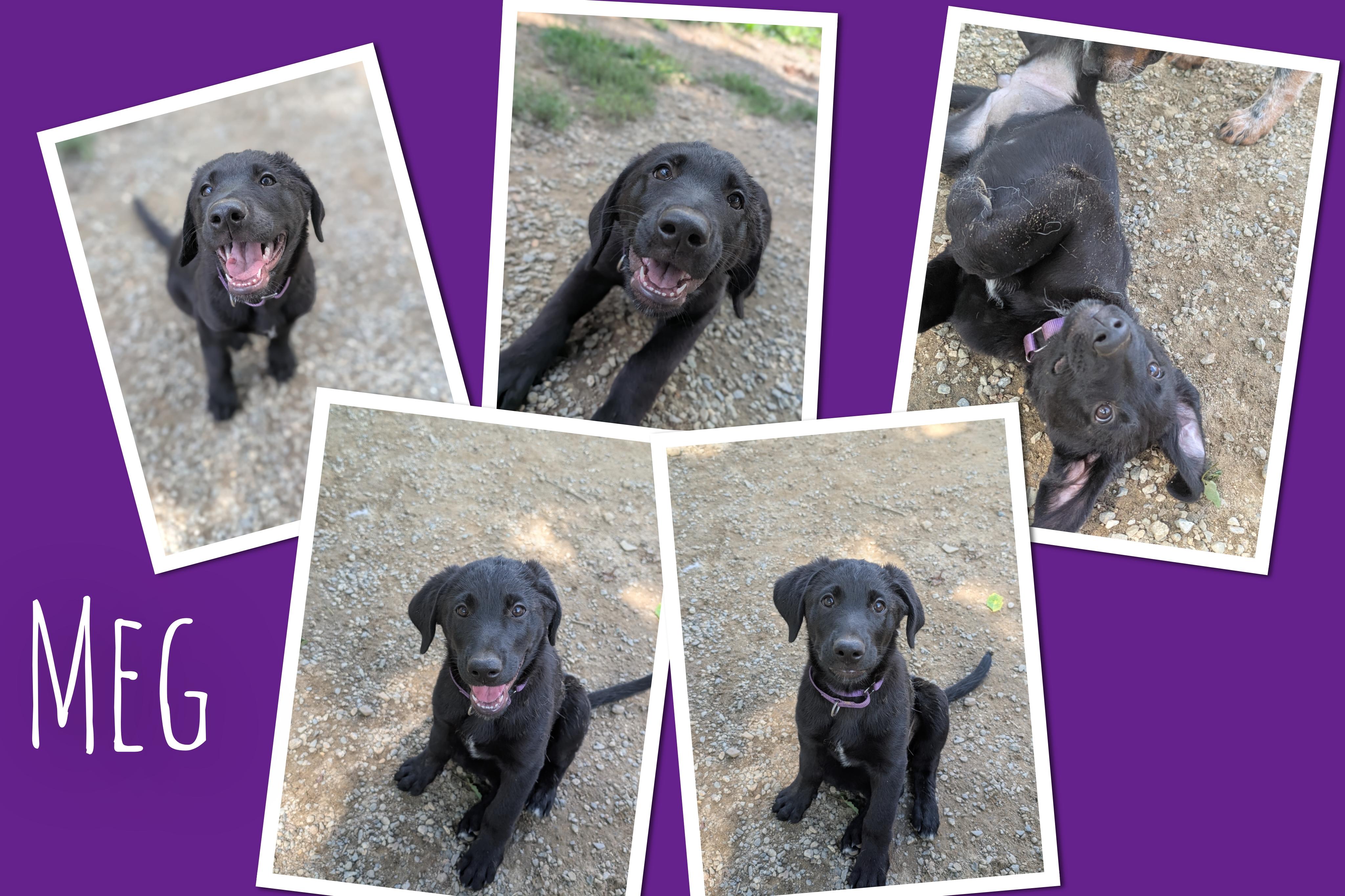 Enlarge Meg, an adopted mixed breed in Mansfield Center, CT image 1/1