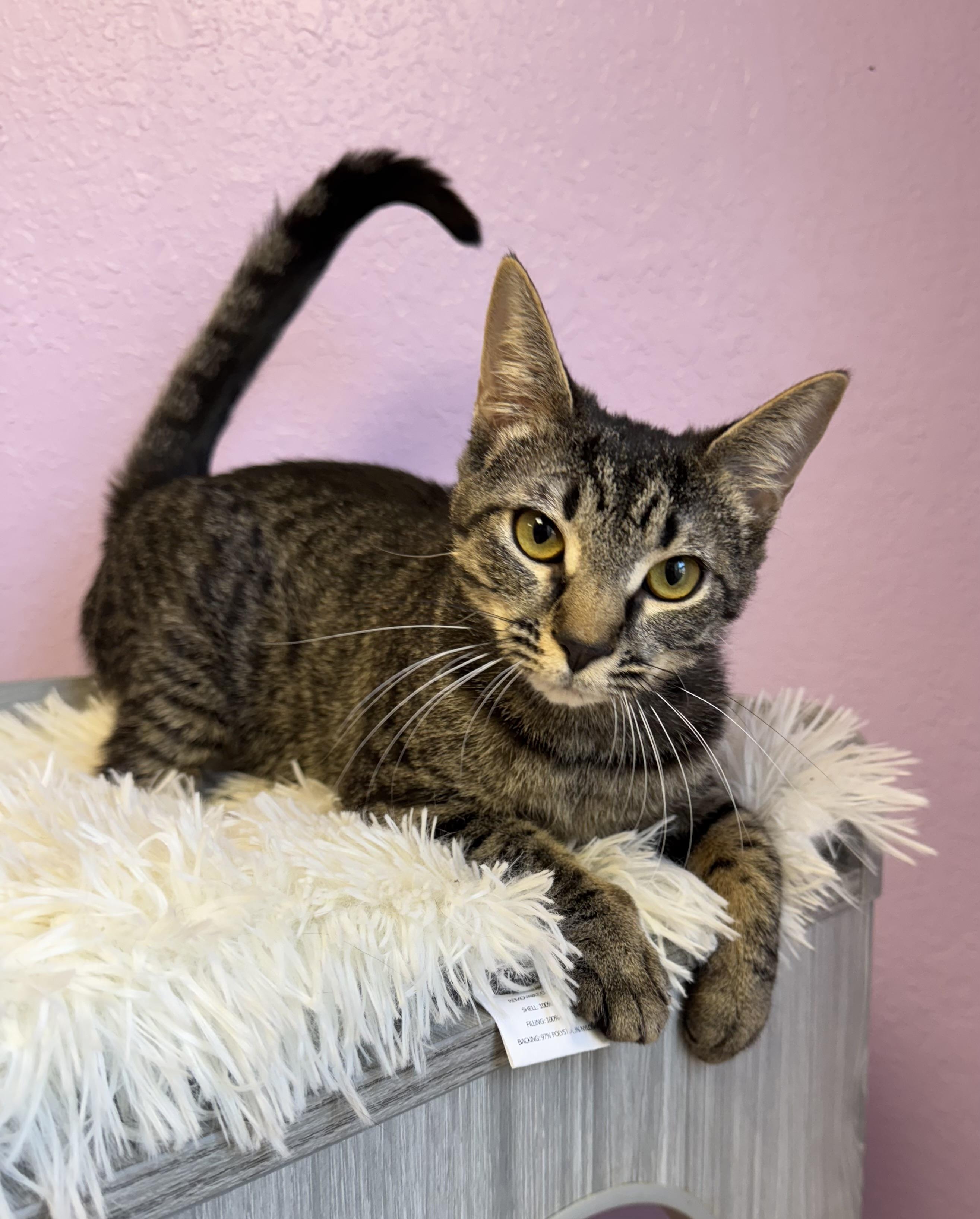 Enlarge Cheerio Female Tabby, a ADOPTABLE Domestic Short Hair in Monroe, NC image 5/5