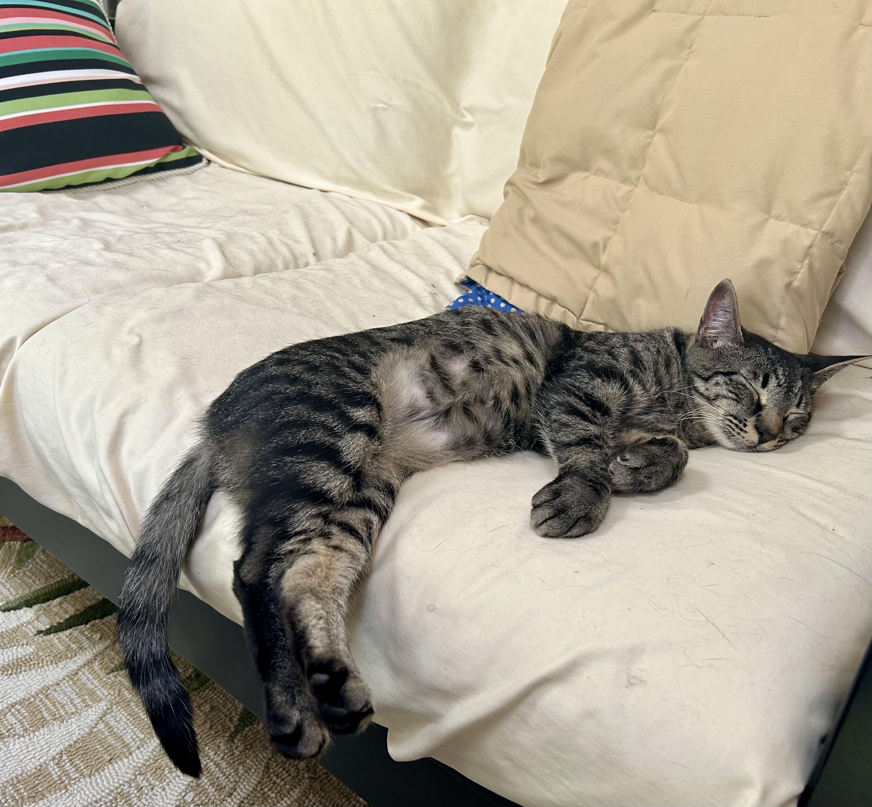 Enlarge Cheerio Female Tabby, a ADOPTABLE Domestic Short Hair in Monroe, NC image 2/5