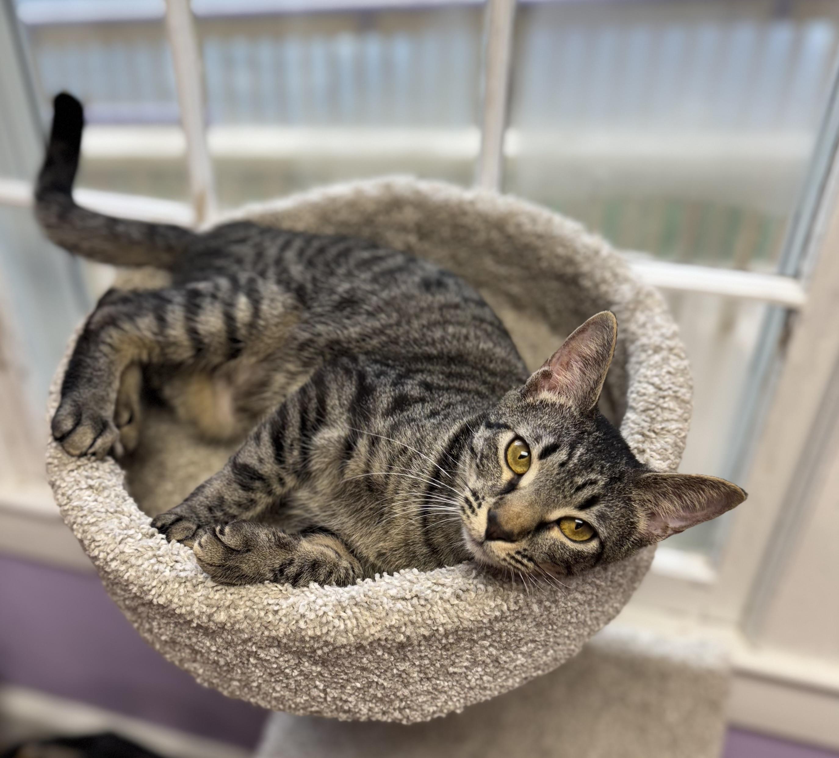 Enlarge Cheerio Female Tabby, a ADOPTABLE Domestic Short Hair in Monroe, NC image 1/5