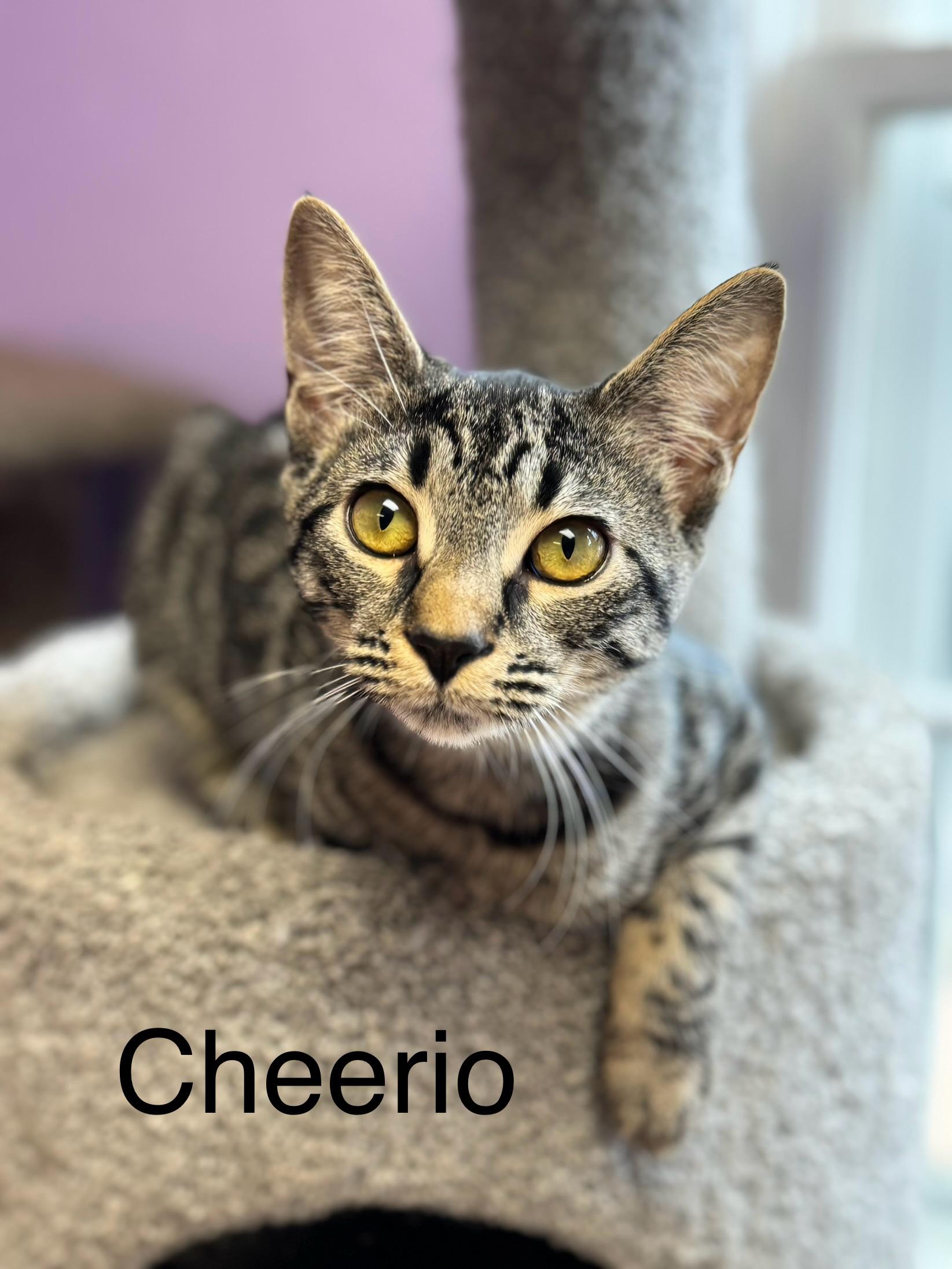 Enlarge Cheerio Female Tabby, a ADOPTABLE Domestic Short Hair in Monroe, NC image 3/5