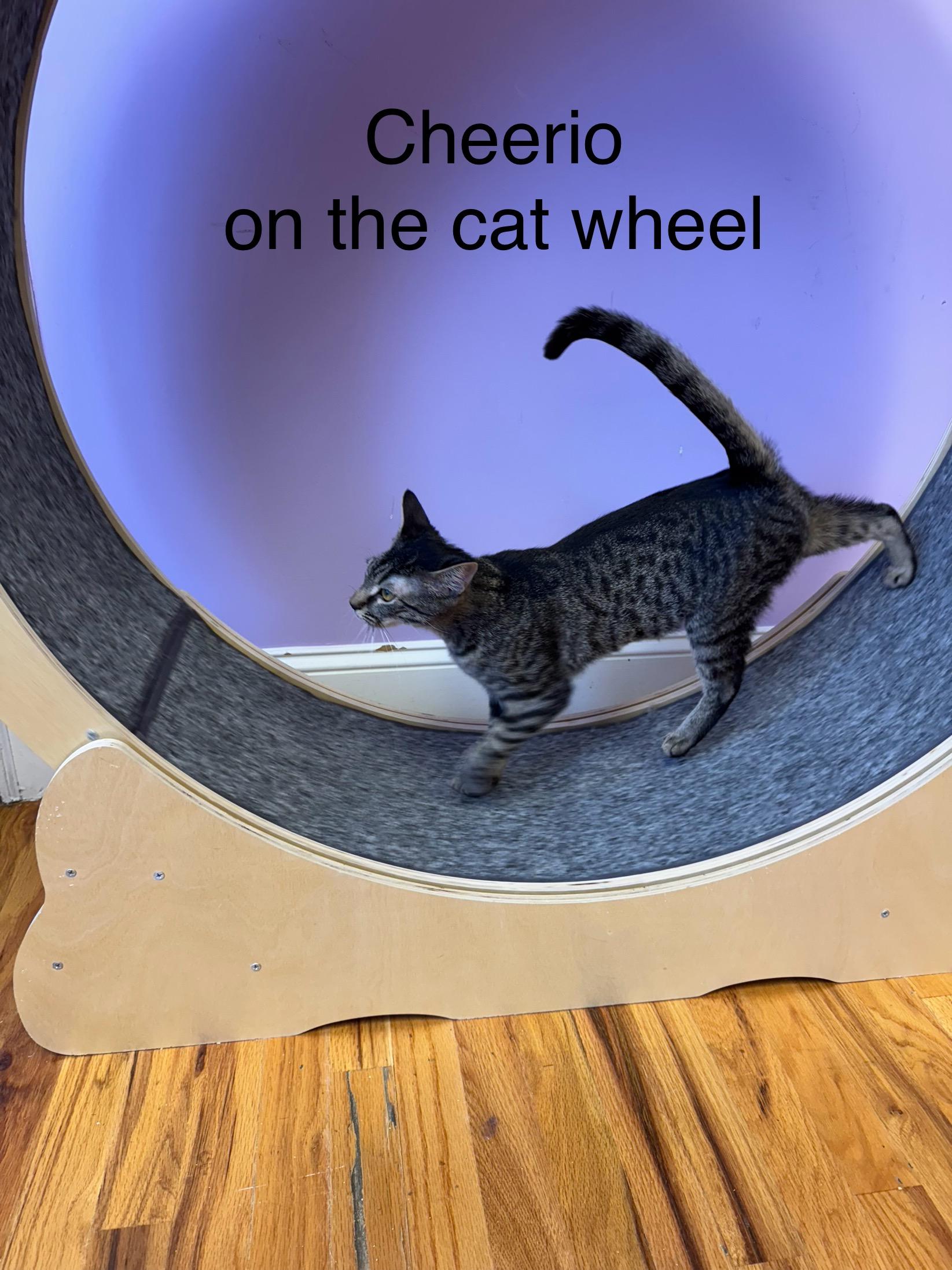 Enlarge Cheerio Female Tabby, a ADOPTABLE Domestic Short Hair in Monroe, NC image 4/5