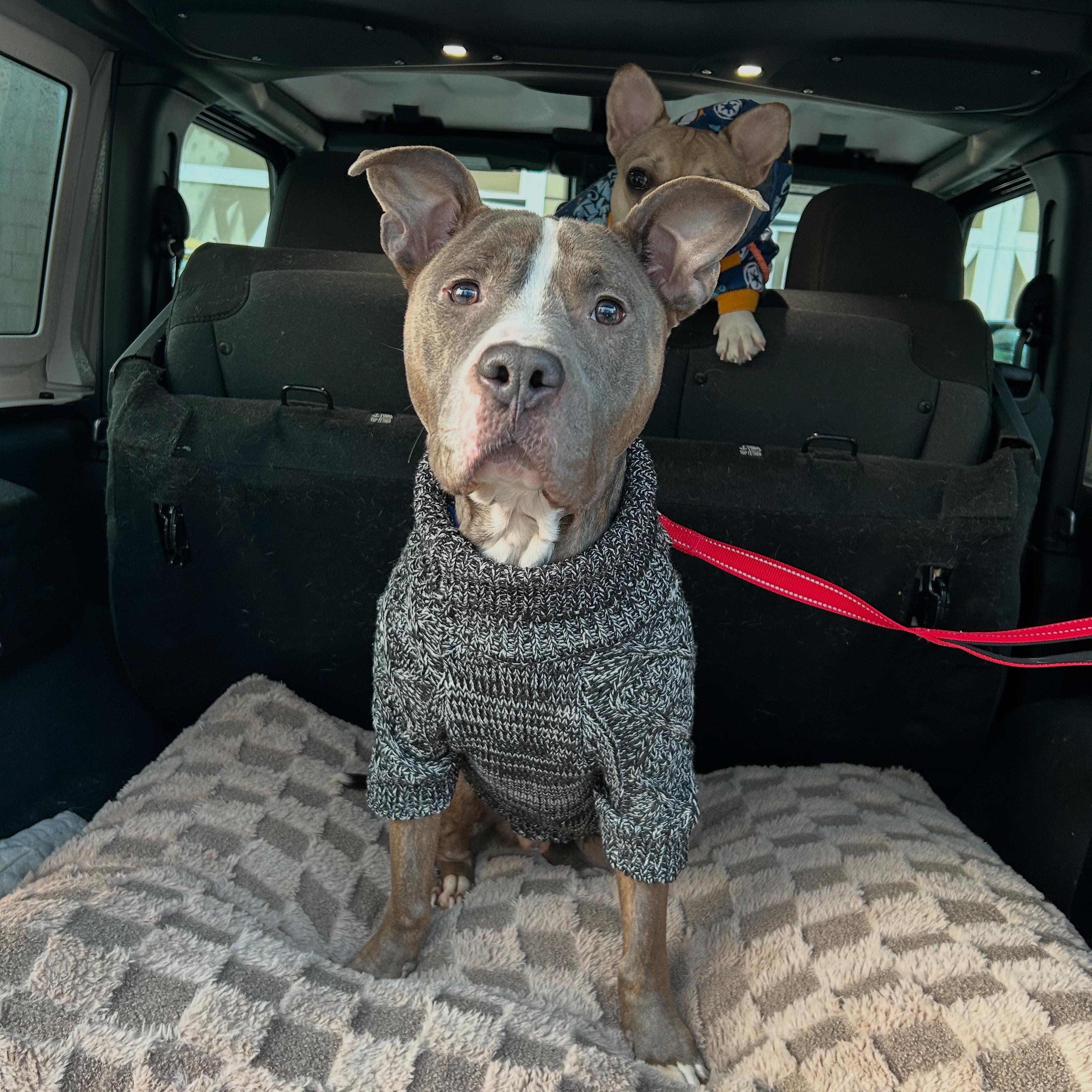 Enlarge Grayson(Tripod), a Adoptable mixed breed in Colebrook, CT image 1/6