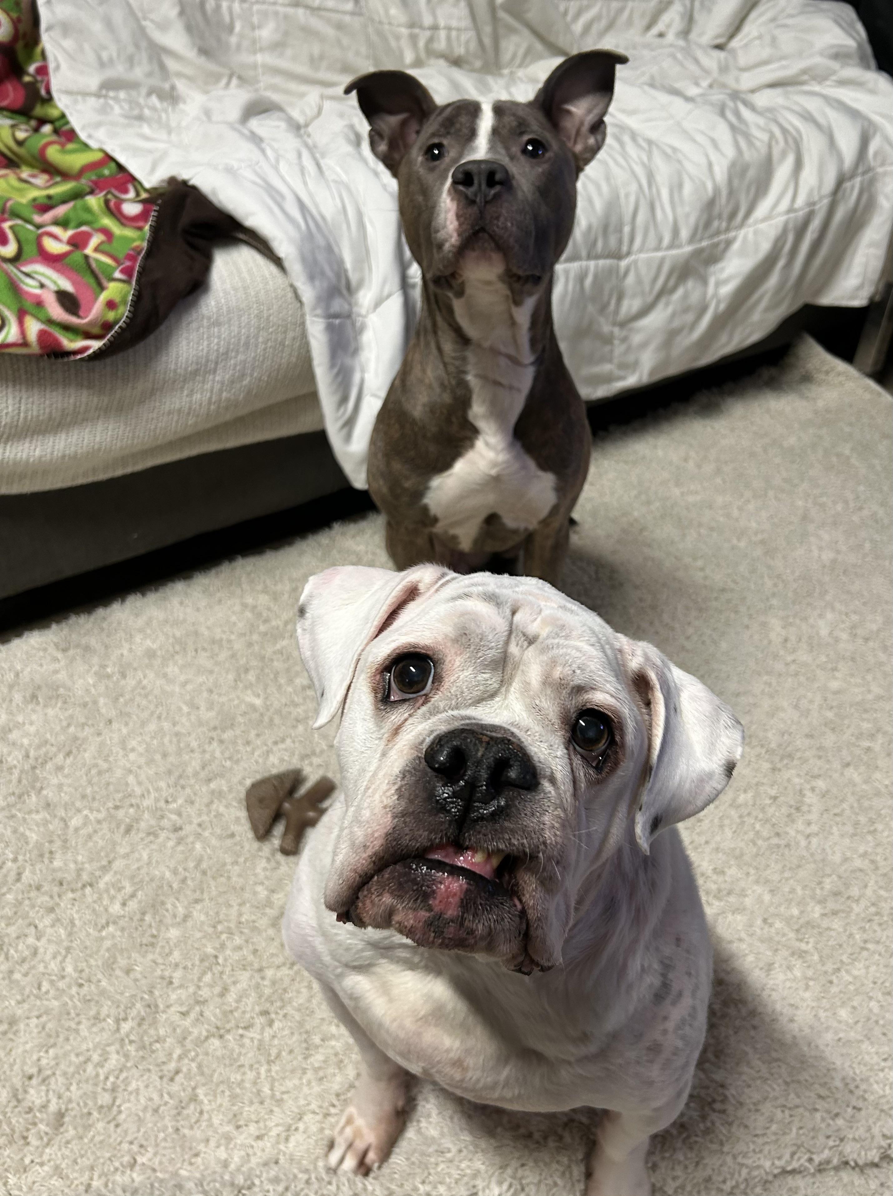 Enlarge Grayson(Tripod), a Adoptable mixed breed in Colebrook, CT image 3/6