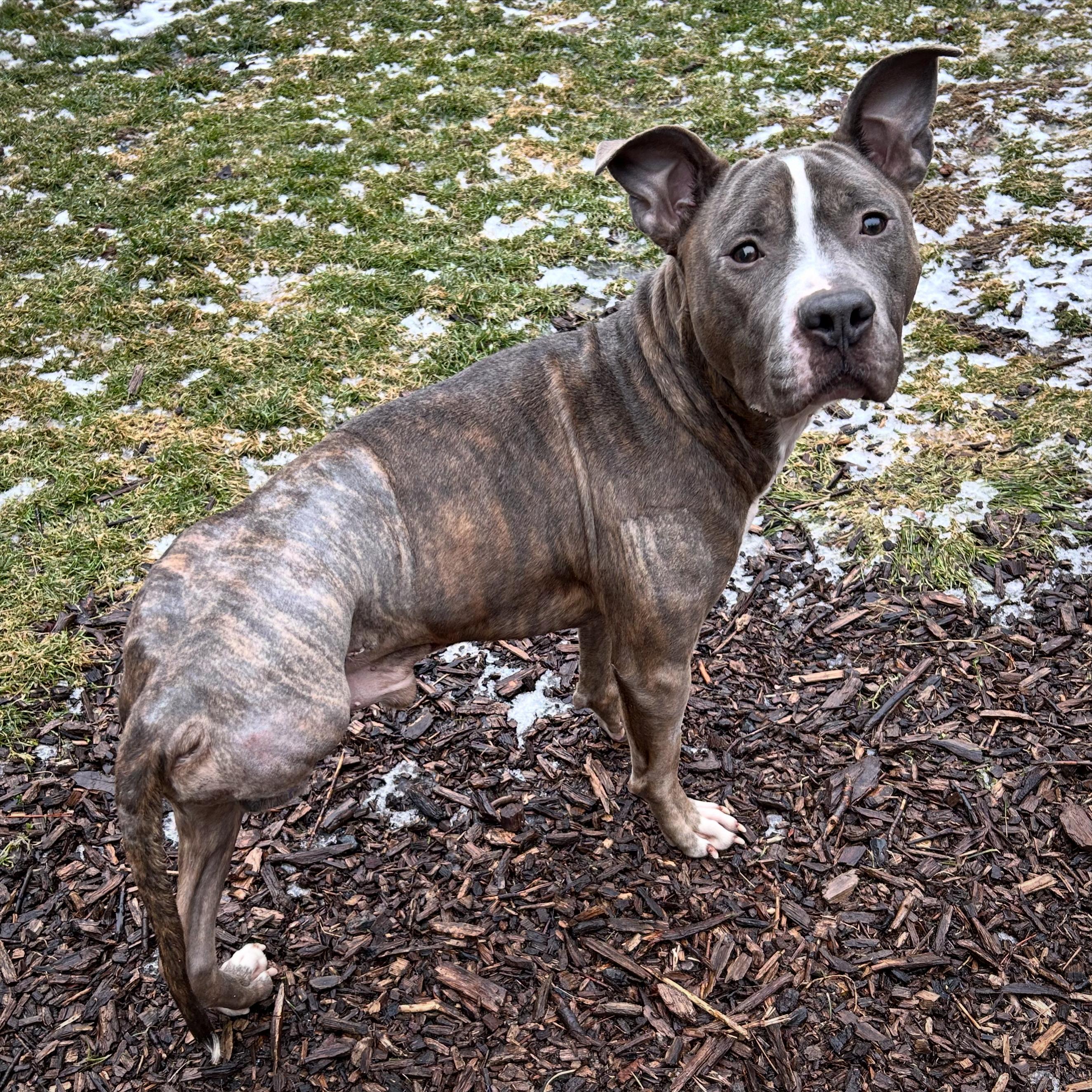 Enlarge Grayson(Tripod), a Adoptable mixed breed in Colebrook, CT image 5/6