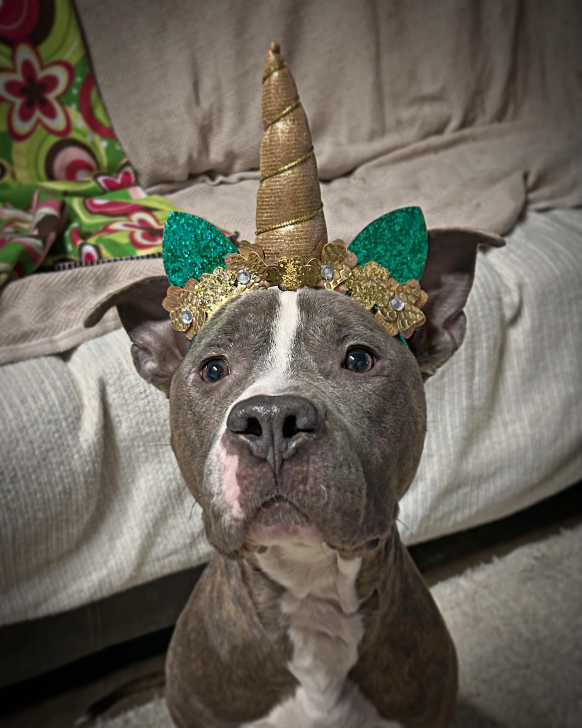 Grayson(Tripod), Adoptable, Adult Male Pit Bull Terrier & Mixed Breed.