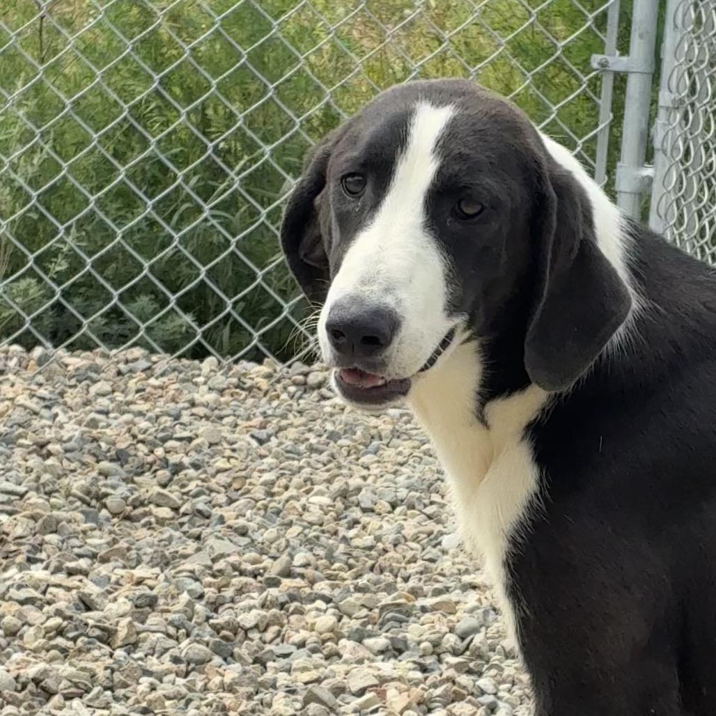 Enlarge Nellie, a Adoptable mixed breed in North Battleford, SK image 1/1