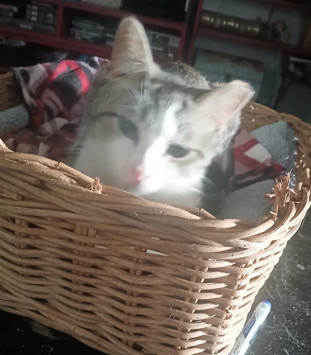 Leah, a Adoptable Domestic Short Hair in Fountain Valley, CA image 2/2