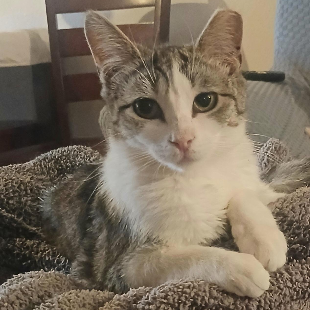 Leah, a Adoptable Domestic Short Hair in Fountain Valley, CA image 1/2