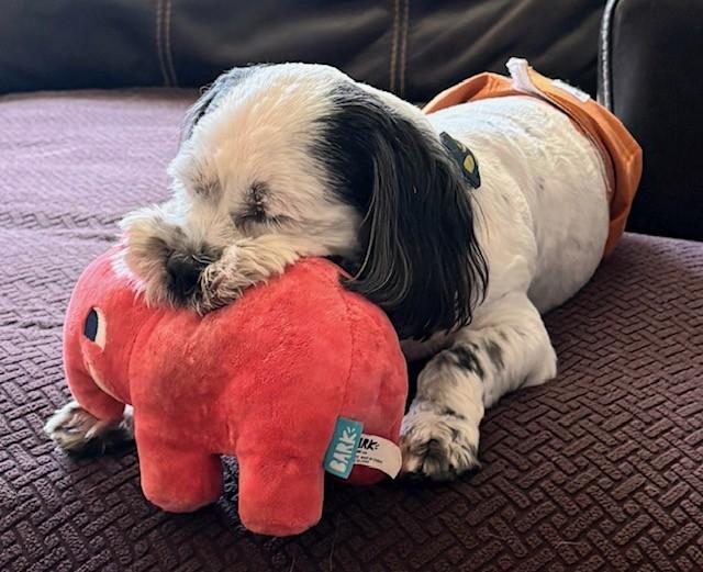 Oreo, ADOPTABLE, Young Male Shih Tzu.