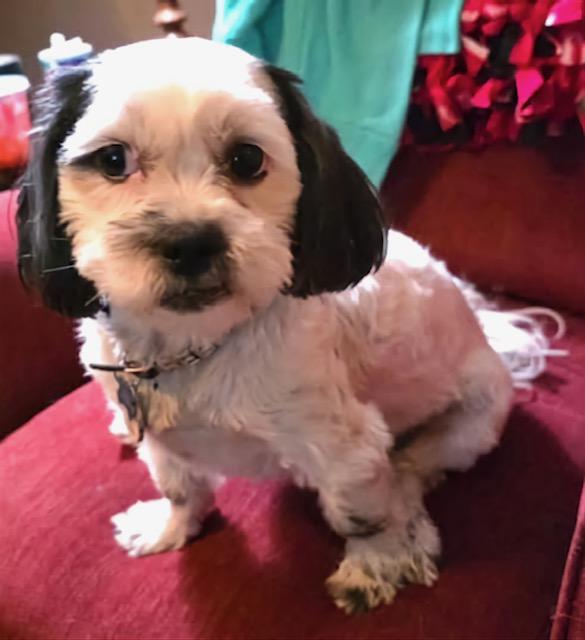 Oreo, a ADOPTABLE mixed breed in Rochester, MN image 2/3