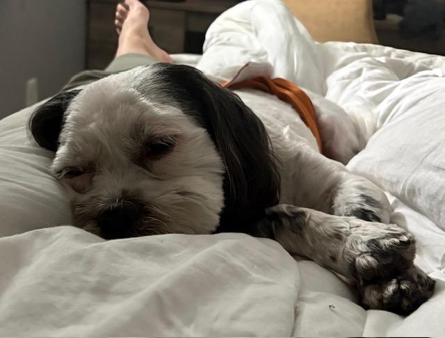 Oreo, a ADOPTABLE mixed breed in Rochester, MN image 3/3