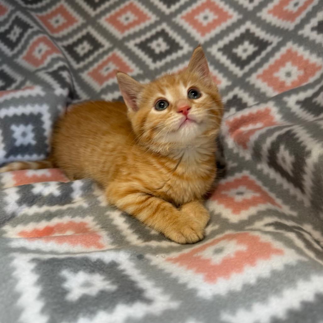 Enlarge Kernel, a Adoptable Domestic Medium Hair in Mount Vernon, IL image 1/6