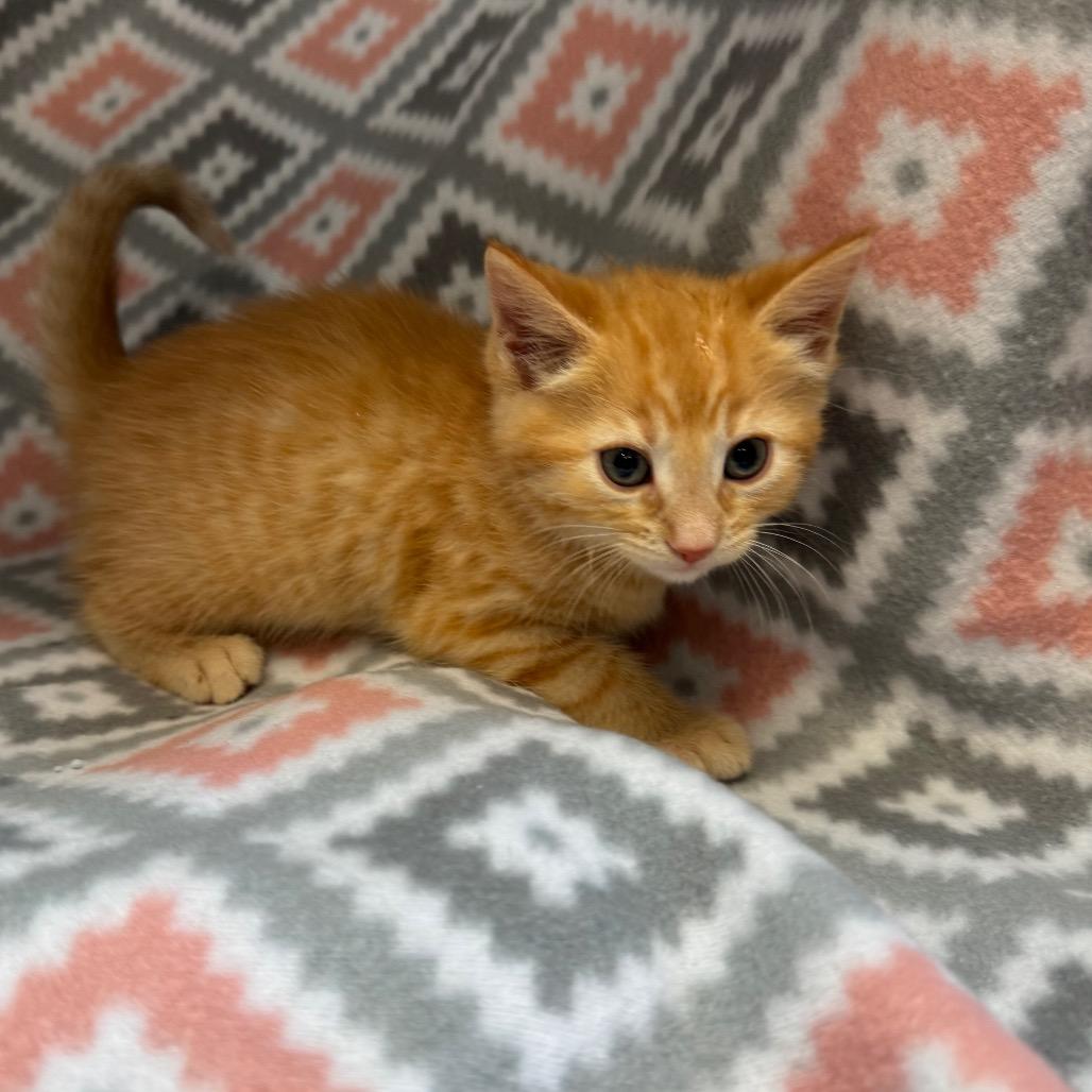Enlarge Kernel, a Adoptable Domestic Medium Hair in Mount Vernon, IL image 2/6
