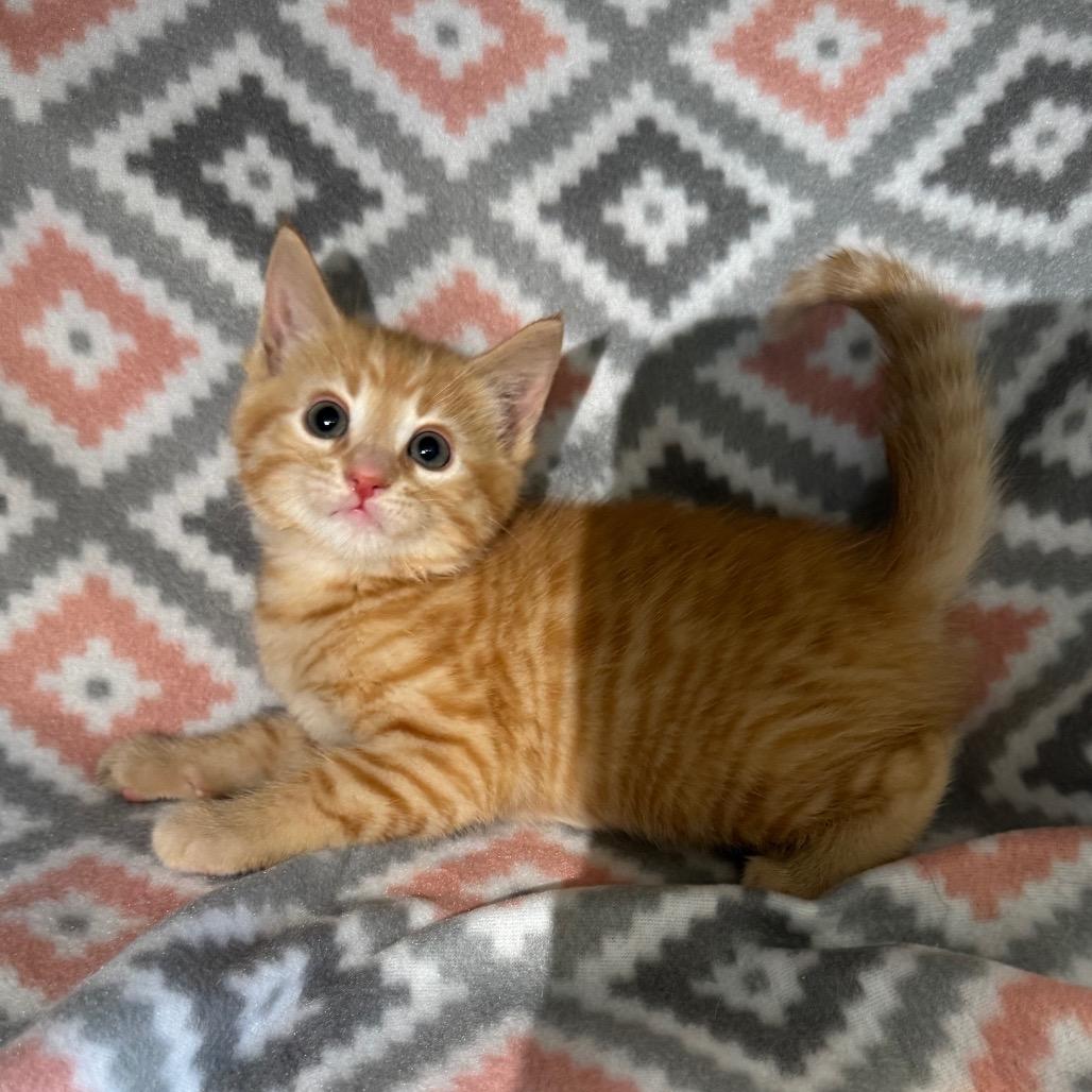 Enlarge Kernel, a Adoptable Domestic Medium Hair in Mount Vernon, IL image 3/6