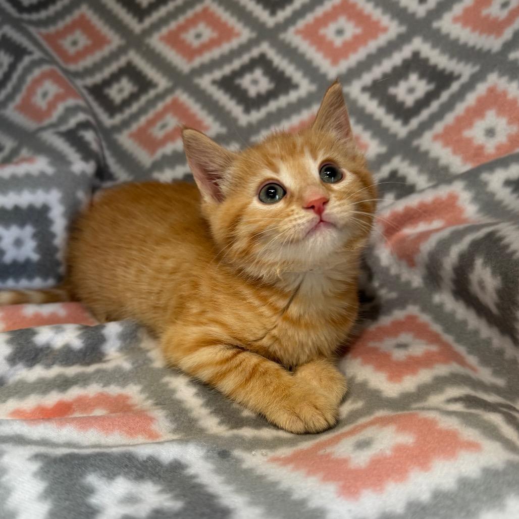 Enlarge Kernel, a Adoptable Domestic Medium Hair in Mount Vernon, IL image 4/6