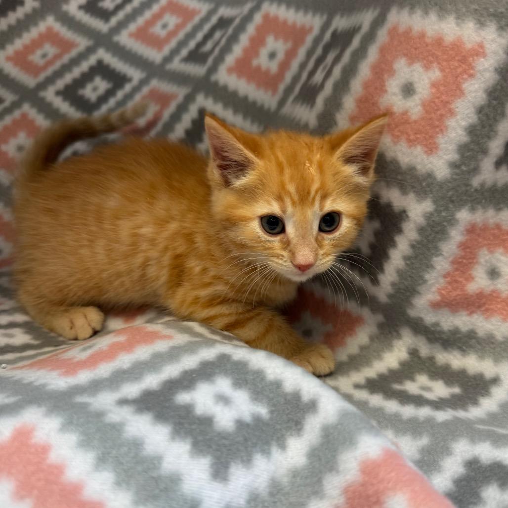 Enlarge Kernel, a Adoptable Domestic Medium Hair in Mount Vernon, IL image 5/6