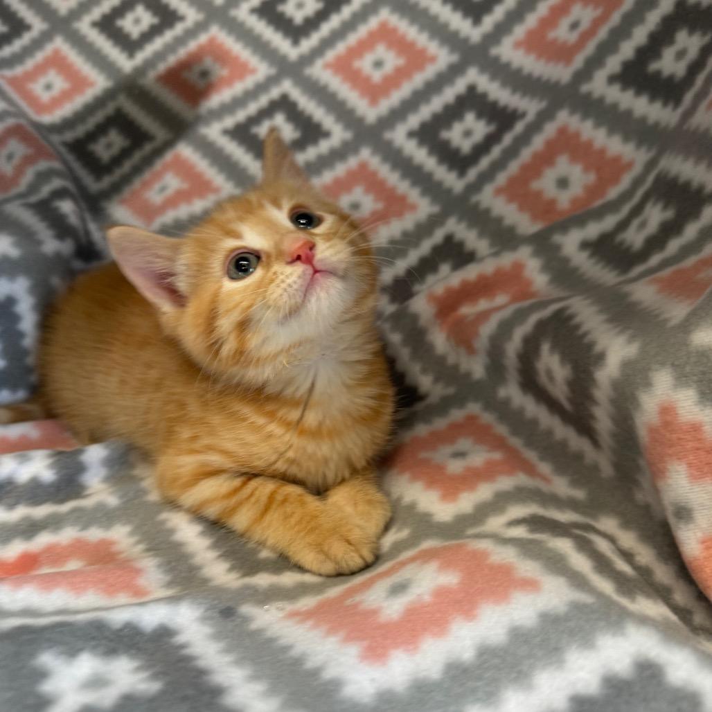 Enlarge Kernel, a Adoptable Domestic Medium Hair in Mount Vernon, IL image 6/6
