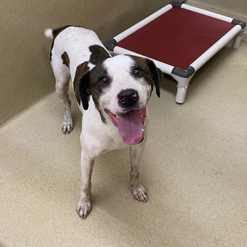 Wheeler, ADOPTABLE, Adult Male Feist.